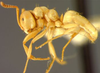 Media type: image;   Entomology 9205 Aspect: habitus lateral view